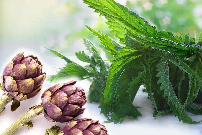 Chlorella and plant extracts in FitLine D-Drink